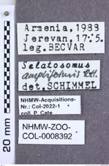 Etiketten zu Selatosomus ampliformis (Reitter, 1910) (NHMW-ZOO-COL-0008392)